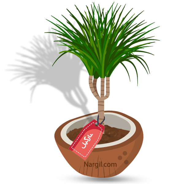  Nargil - Madagascar Dragon tree